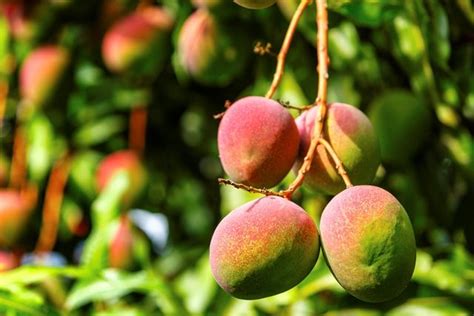 A safety reminder during fruit picking season: overhead power lines are ...