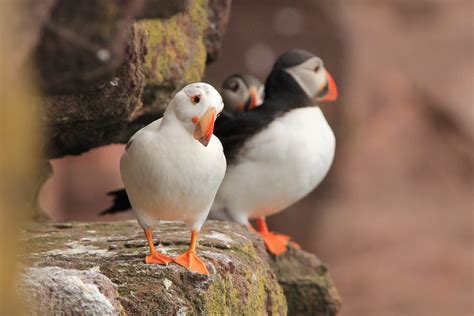 Rare white puffin spotted on Handa Island | Scottish Wildlife Trust