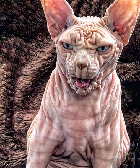 Meet Xherdan The Sphynx Cat, Has Won The World's Scariest Cat | Lipstick Alley