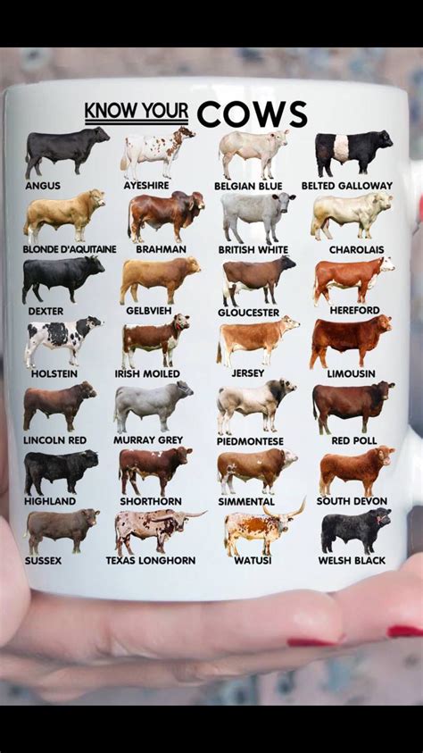 Pin by Cassidy King on cows | Raising farm animals, Cattle farming, Breeds of cows