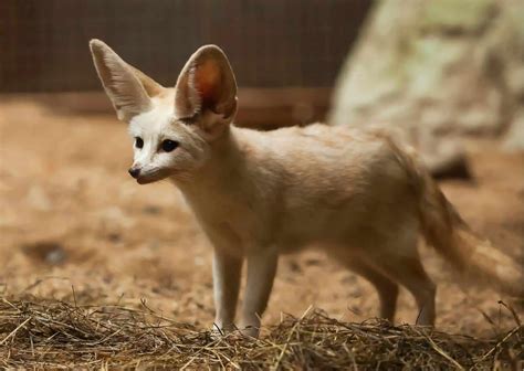 Fennec Fox Behavior - AnimalBehaviorCorner