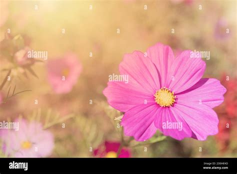 Pink flowers Mexican Diasy Stock Photo - Alamy