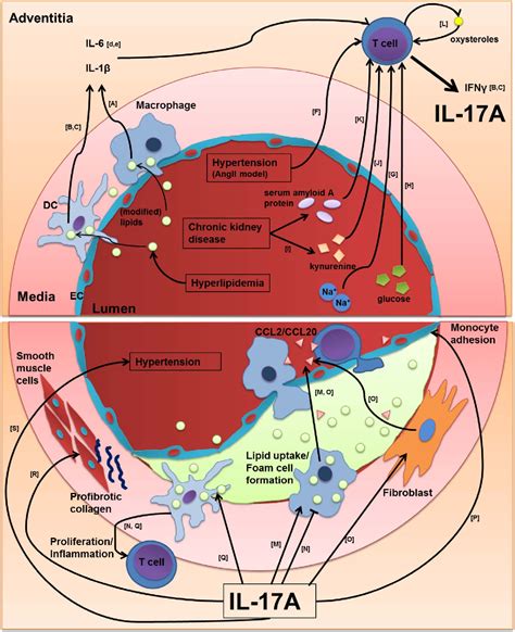 Figure 1 from Interleukin 17A in atherosclerosis - Regulation and ...