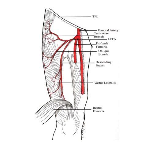 Cureus | Anatomic Variations of the Deep Femoral Artery and Its ...