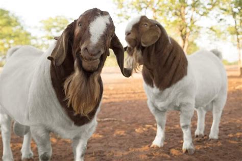 Boer Goat Breed Information: Breeding, Raising, Characteristics, and Care