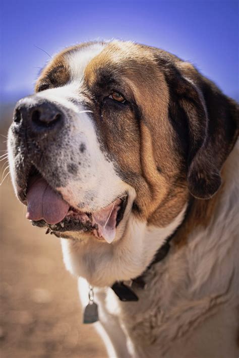 Falvey Library :: Confronting Cujo, the Fearsome & Famous Canine