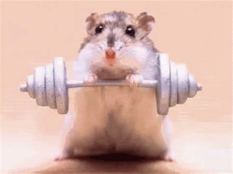 Hamster Lift Weights GIF | GIFDB.com