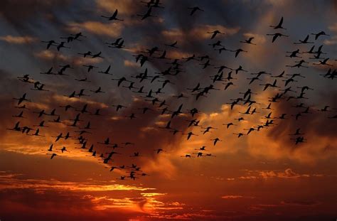Flamingos Swarm Birds · Free photo on Pixabay
