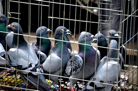 Man sells homing pigeons for 47th time this year | Grumpy Fuckers