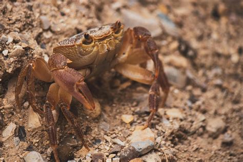 Free stock photo of crab, river crab