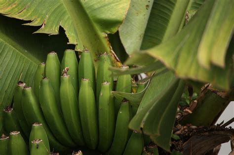 Banana Free Stock Photo - Public Domain Pictures