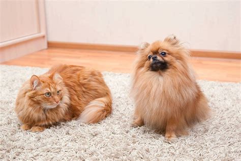 Best Pet-Friendly Rugs: A Guide For Dogs & Cats Owners (2022)