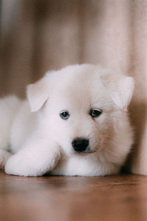 Samoyed Corgi Mix: Main Traits You Need To Know