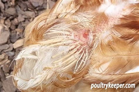 Poultry Lice And Mites, 46% OFF | einvoice.fpt.com.vn