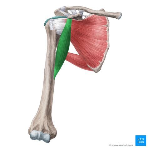 Coracobrachialis muscle (Musculus coracobrachialis); Image: Yousun Koh ...