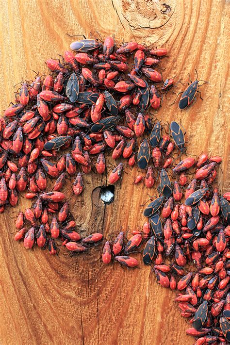 What to do for a Box Elder Bug Invasion: Pointe Pest Control