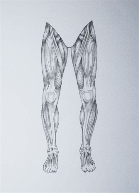 Leg Muscle Drawings | Drawings, Mermaid artwork, Human anatomy art