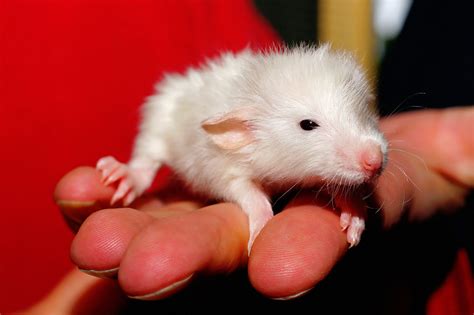 Cute White Mouse