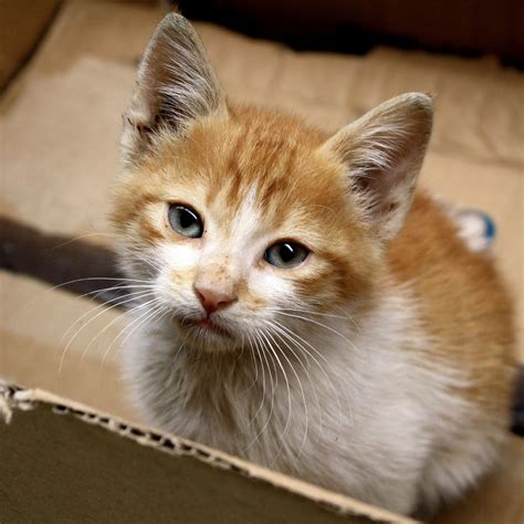 Free Images : kitten, box, nose, whiskers, homeless, vertebrate, morocco, european shorthair ...