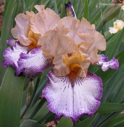 Iris Flower | FlowersFlower.net | Iris flowers, Showy flowers, Flowers
