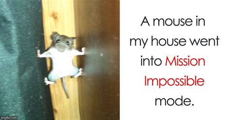 Image tagged in mission impossible mouse - Imgflip