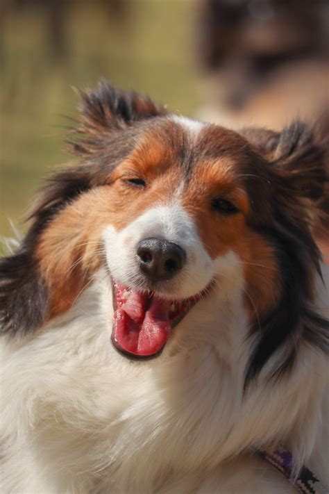 Click the link to see more sheltie full grown images! loyalty free ...