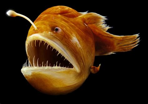 15+ Nightmarish Creatures of the Deep Sea - Page 11 of 35 - Worldemand