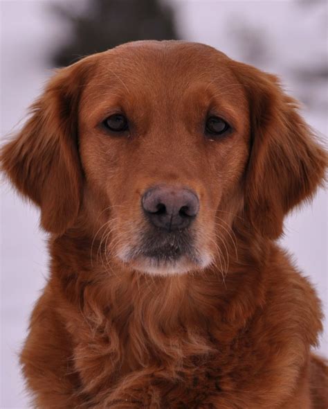 Brown Golden Retriever: Profile, Traits, Grooming, Care, Facts - DogDwell