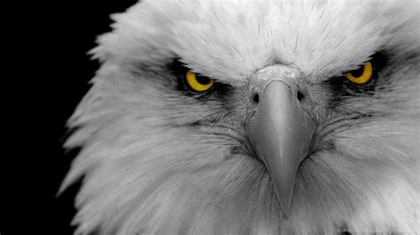 White Eagle Wallpapers - Top Free White Eagle Backgrounds - WallpaperAccess