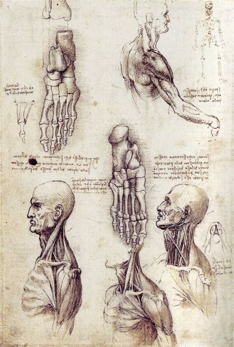 Leonardo da Vinci’s anatomical sketches. | Da vinci painting, Anatomy art, Sketches