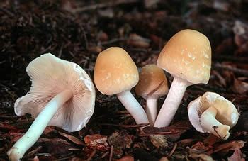 Psathyrella candolleana