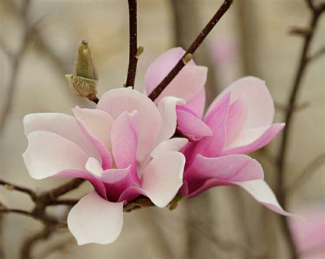 Pin on Bunch of flowers