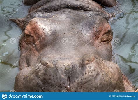 Close up Hippo Face View stock photo. Image of mammal - 215141650