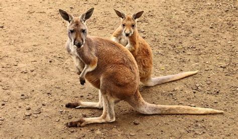 Red Kangaroo - Facts, Diet & Habitat Information