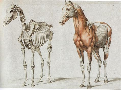 Horse anatomy engraving - frontal three quarter view | Animal skeletons ...