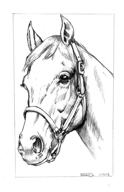 Untitled: Horse Sketch | Horse art drawing, Horse drawings, Horse head ...