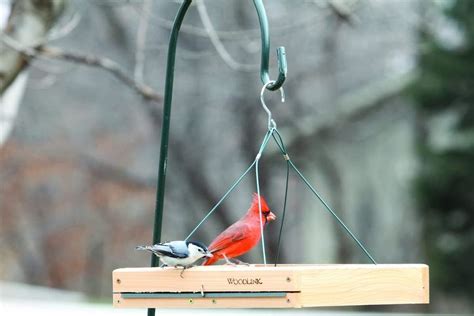 The Best Blue Jay Bird Feeders for Peanuts - Birds and Blooms