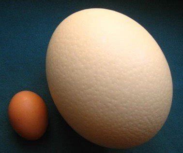 Most Amazing Facts: An Ostrich Egg Size: