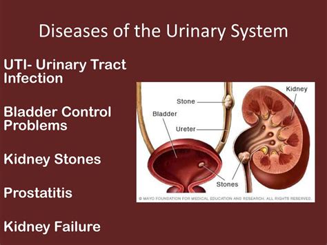 PPT - The Body Systems PowerPoint Presentation, free download - ID:853376