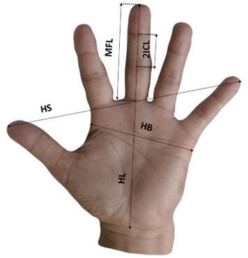 Hand measurement [HB: Handbreadth, HL: Hand length, HS: Hand span, MFL ...