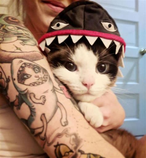 Cat in a shark costume | Shark costumes, Cute animals, Cats