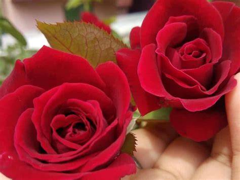 4 Best Methods for Growing Roses from Cut Flowers