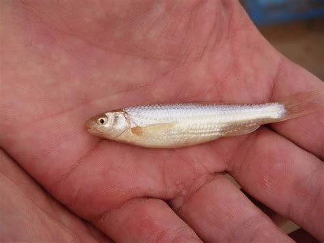 Searching for the Elusive, Endangered Silvery Minnow | Article | The United States Army