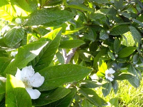 Free picture: medlar, tree, blooming