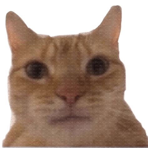 Orange cat selfie meme, cat , funny , meme , orange , selfie - Free PNG - PicMix