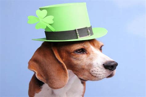 31 Irish Dog Names Perfect for Any Breed