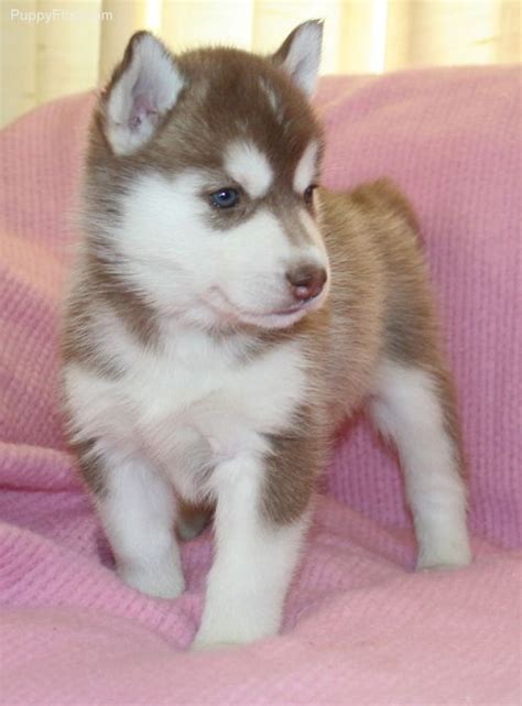 NEED thus puppy husky!! | Siberian husky dog, Husky puppy, Cute dogs and puppies