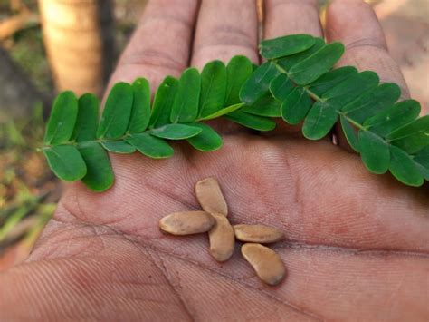 Peltophorum Pterocarpum Seeds Stock Photo - Download Image Now - Close ...