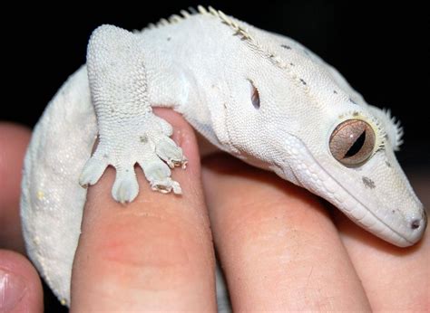 Albino Crested Gecko