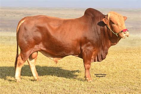 Image result for afrikaner bull | Cattle, Cattle breeds, Breeders